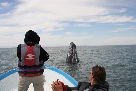 2014 Gray Whale Research Report