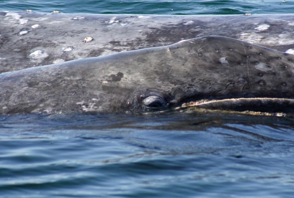 2008 Gray Whale Survey
