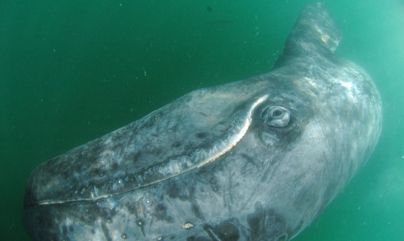 2009 Gray Whale Survey