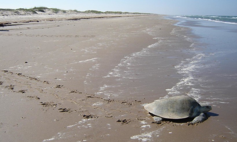 2009 Sea Turtle Research Report
