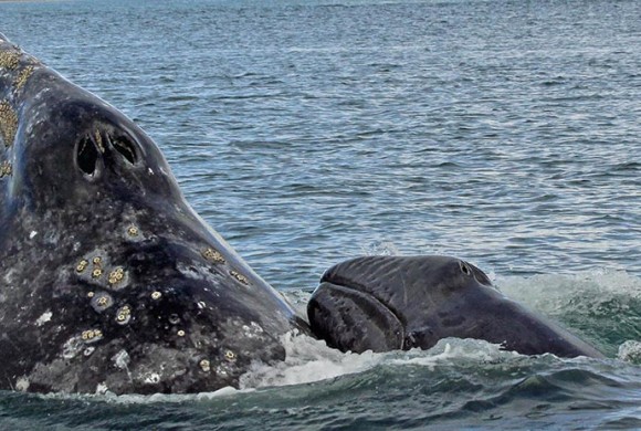 2013 Surveys Provide New Insights into Gray Whales’ Migrations