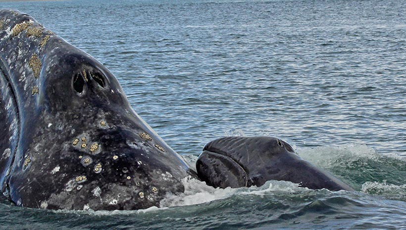 2013 Surveys Provide New Insights into Gray Whales’ Migrations