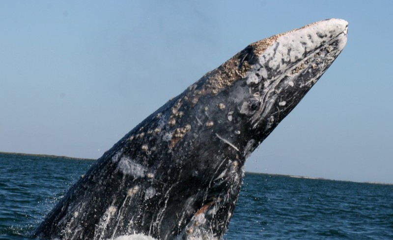 Investigadores reportan un récord de conteos altos de ballenas grises en Laguna San Ignacio en 2011