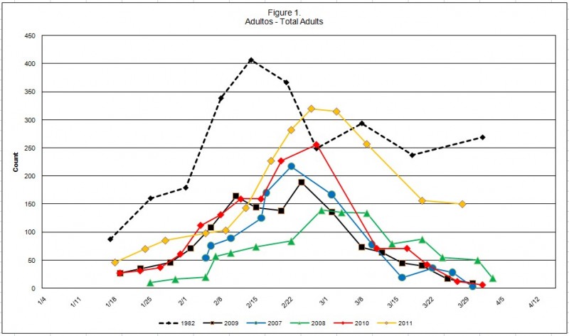 Figure 1. Yellow line represents 2011 counts; broken black line is 1982 counts.