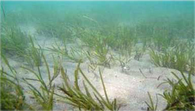2012 Critical Areas for Eelgrass Conservation Report