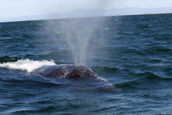 2010 Gray Whale Survey