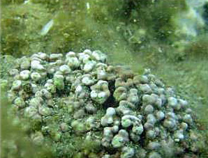 Mantos de rodolitos y arrecifes rocosos de la Laguna San Ignacio