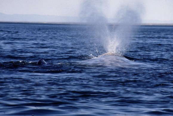 Mother whale blowing air as she surfaces with baby whale to the left
