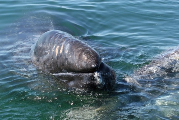 The mouth of a baby gray whale resting on mother