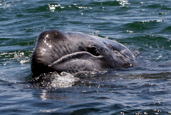 Gray whale calf swimming towards the camera