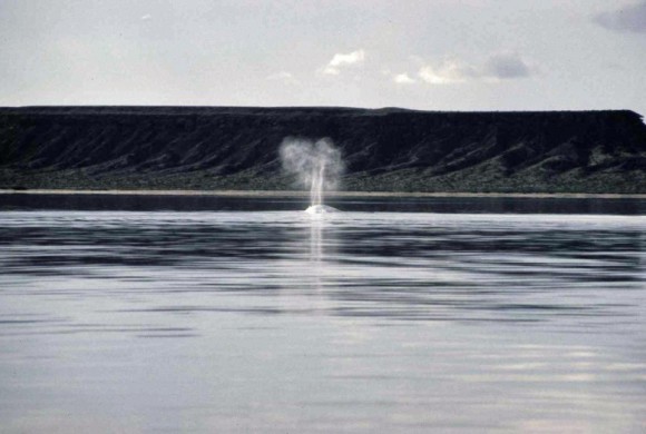 Whale blowing water into the air