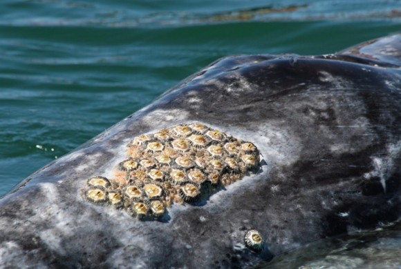 Close-up of a patch of barnacles on the whale's head