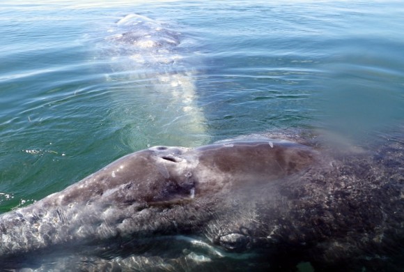 Close-up of baby whale as mother swims towards it