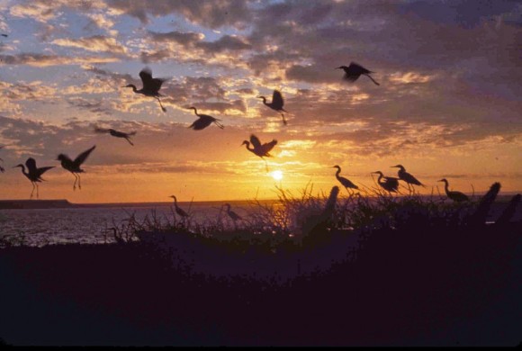 Egrets flying into the sunset