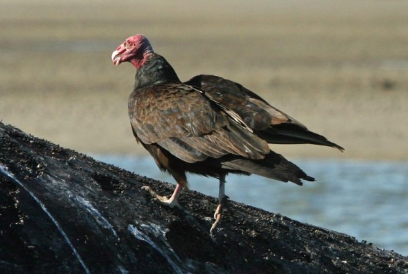 Turkey vulture walking on a rock