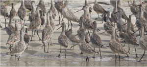 Flock of birds on the beach