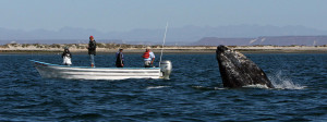 Group of researchers in a boat beside a whale falling into water