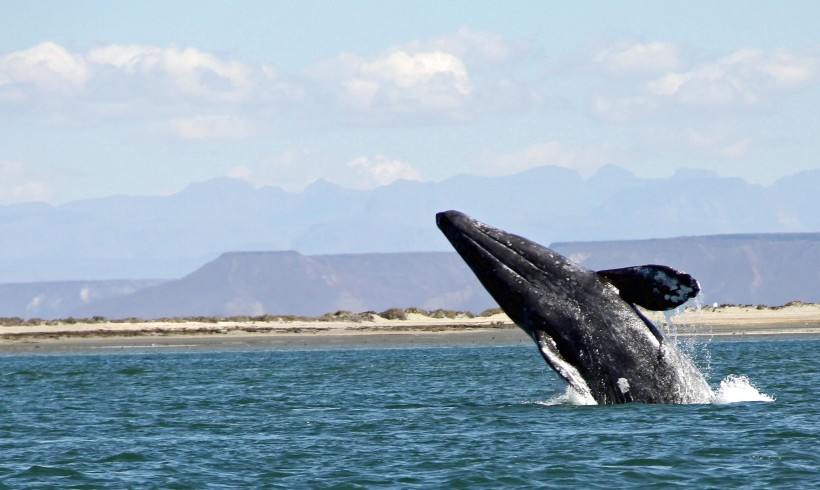 Sounds of Gray Whales