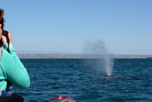 Informe de investigación de ballena gris por 2016