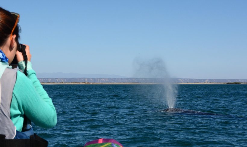 Informe de investigación de ballena gris por 2016