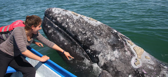 ¿Por qué sienten curiosidad las ballenas grises hacia los observadores de ballenas?