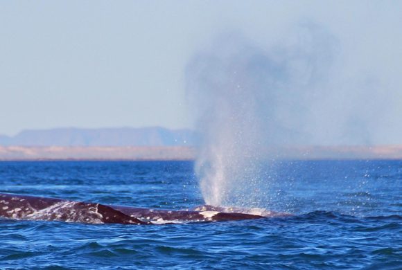 ¿En dónde estan las 20,000 ballenas grises?