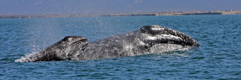 Ballenas grises del occidente fotografiadas en Baja California durante el invierno de 2021