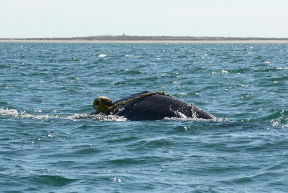 Another Gray Whale Saved in Laguna San Ignacio