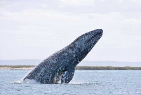 2018 Gray Whale Research Reports Available