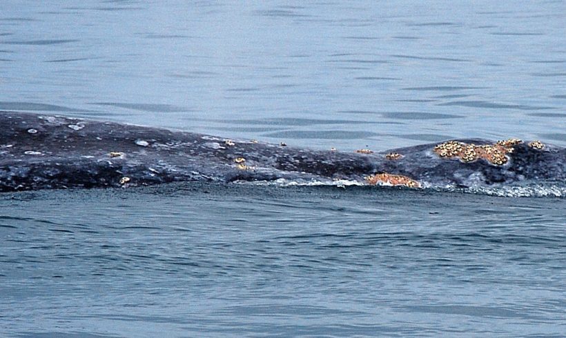 New Publication: Poor body condition associated with gray whale mortality event