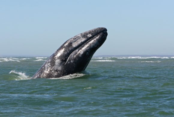 Unusual Mortality Event (UME) Determined for NEP Gray Whales