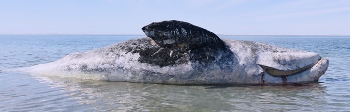 Update on Gray Whale Unusual Mortality Event: November 2020