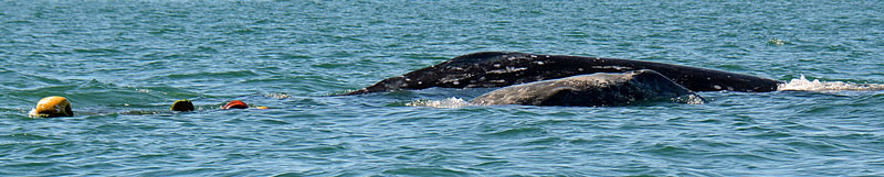 Gray Whale Calf Rescued in Laguna San Ignacio