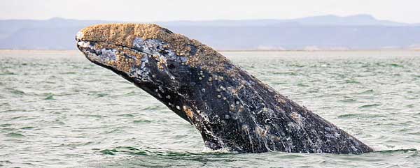 Annual Gray Whale Research Report for 2021