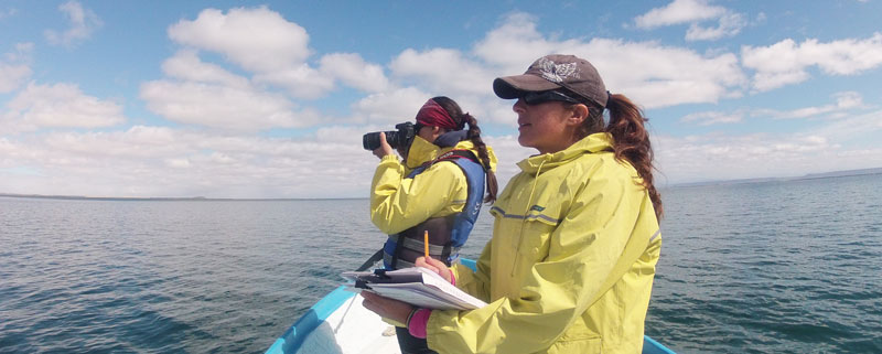 2021 UPDATE:  Photographic Identification: A Key to Understanding Gray Whales