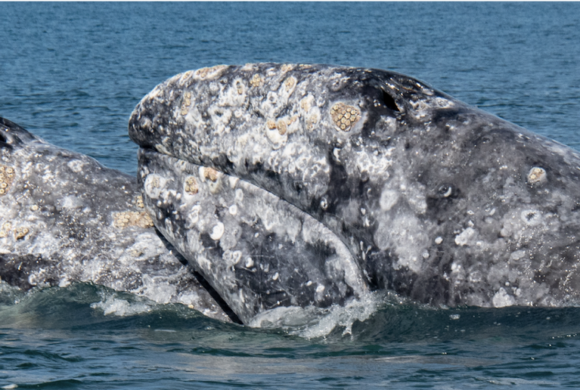 Gray Whale Research & Activities Update for Summer 2022