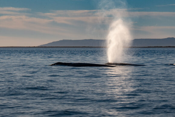 Annual Gray Whale Report for  Laguna San Ignacio and Bahía Magdalena, B.C.S., México: Winter 2023