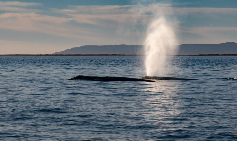 Annual Gray Whale Report for  Laguna San Ignacio and Bahía Magdalena, B.C.S., México: Winter 2023