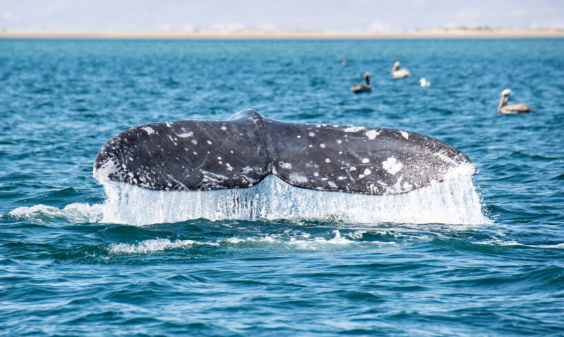 Gray Whale Photo-ID Catalogs for 2022 & 2023